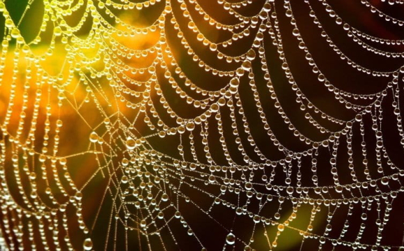 Павуки у домі: що кажуть народні прикмети