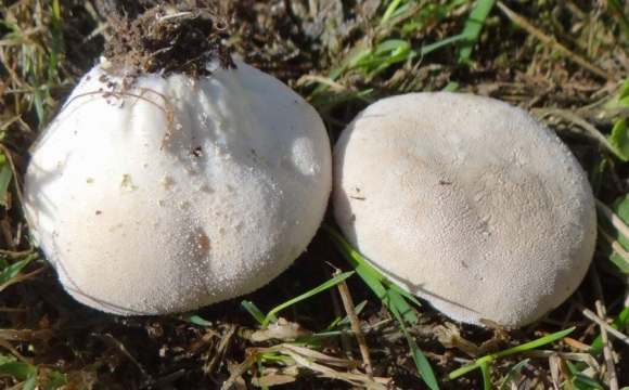 В Україні знайшли гігантський гриб