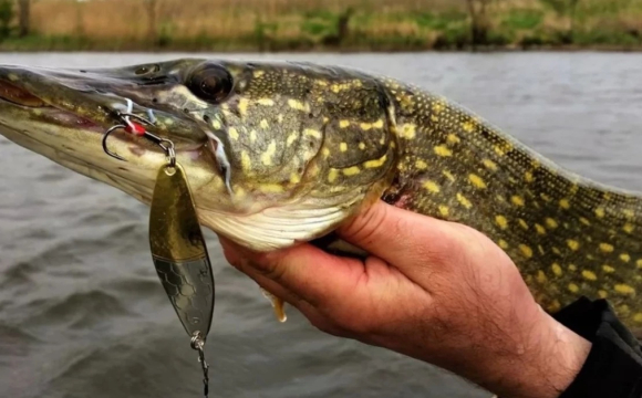 Чоловік зловив величезну щуку: розміри вражають