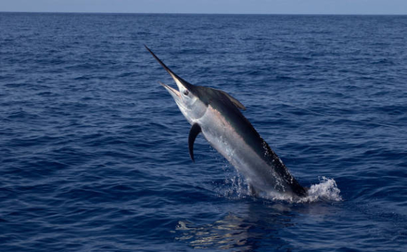 Чоловік зловив рибу вагою 250 кілограмів