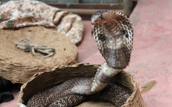 У селі дворічна дитина вкусила смертельно небезпечну змію