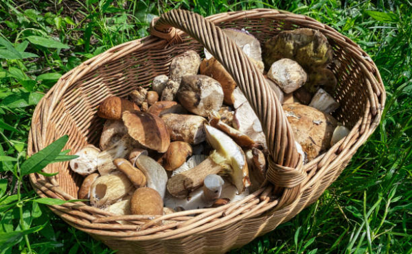 Де на Волині шукати перші їстівні гриби