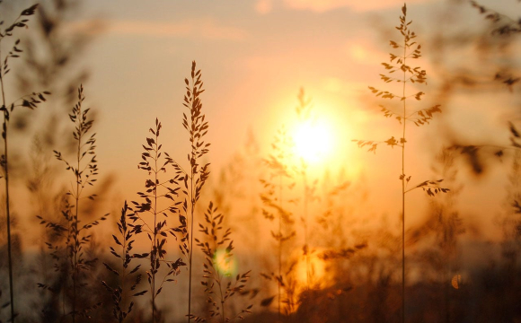 Яке свято відзначають українці 3 серпня: народні прикмети і традиції