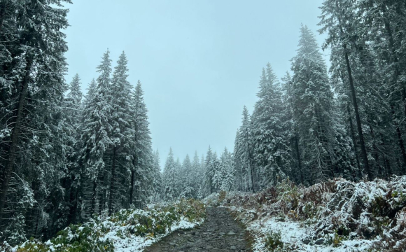 Стало відомо, де на заході України найближчим часом випаде сніг