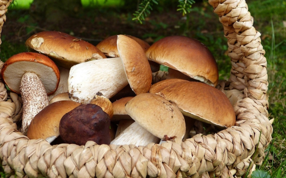 Волинянка назбирала пів сотні білих грибів