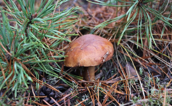 На Волині знайшли аномальні гриби у грудні