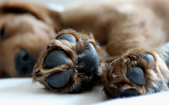 На заході України масово отруїли безпритульних собак