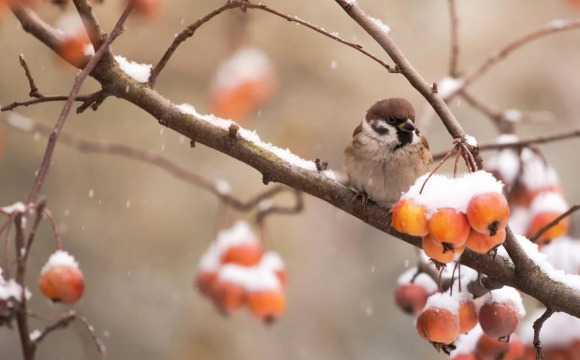 В Україну повернуться морози: названа дата