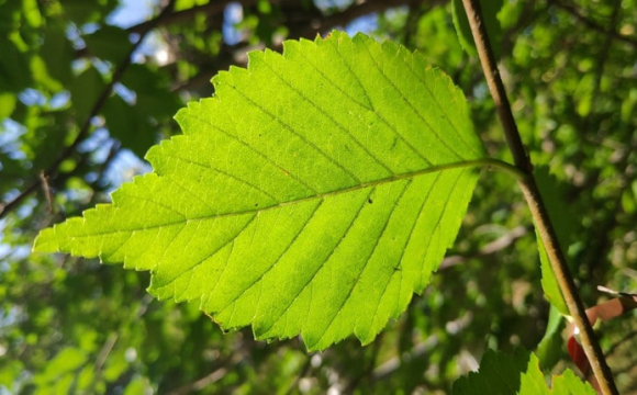 В Україні завелася небезпечна комаха, яка масово знищує врожай корисних плодів