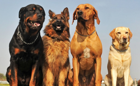 Яка порода собаки найкраще підходить вам за місяцем народження