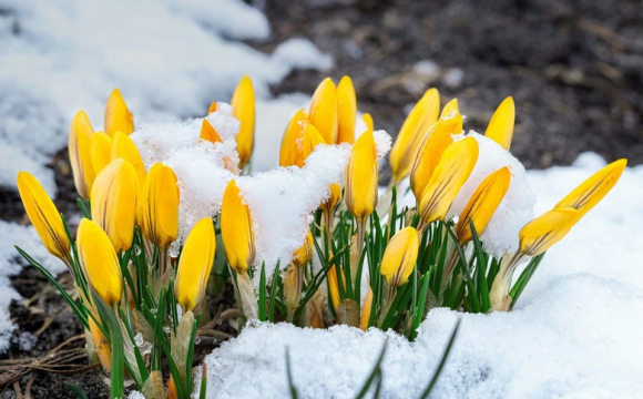 Стало відомо, чи будуть снігопади у березні