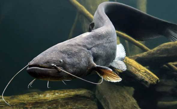 Чоловік зловив величезного сома і годину витягував його з води