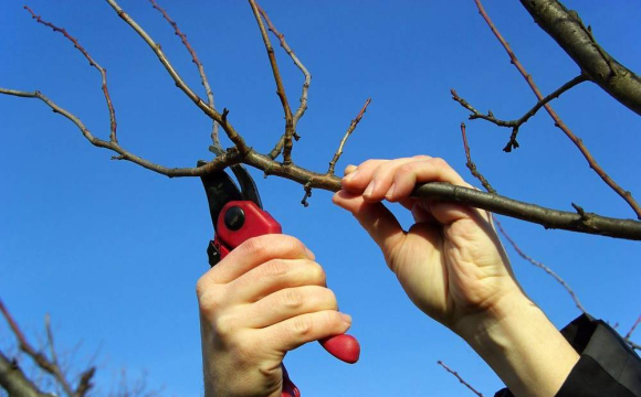 Ці садові рослини категорично заборонено обрізати у березні