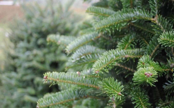 В Україні втричі підвищили штрафи через ялинки: точні суми