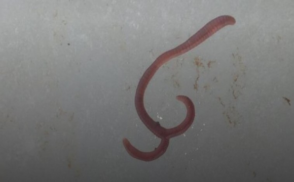 Волинянин-рибалка викопав двоголового черв'яка. ФОТО