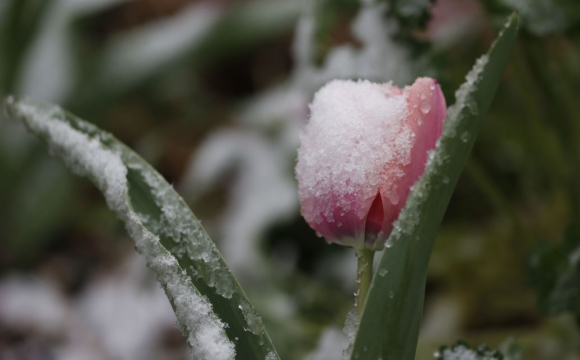 Україну накриє мокрий сніг: відома дата