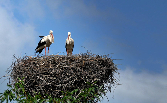 У небі на заході України під звуки повітряної тривоги ружляли двоє лелек