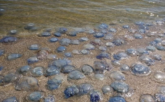 В Україні море вкрилося мертвими медузами: що відбувається
