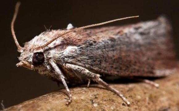 В Україні з’явилася нова небезпечна комаха, яка може знищити весь урожай