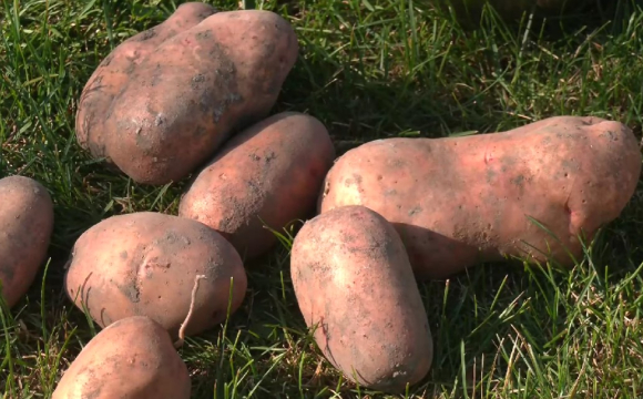 На заході України чоловік виростив величезну картоплину