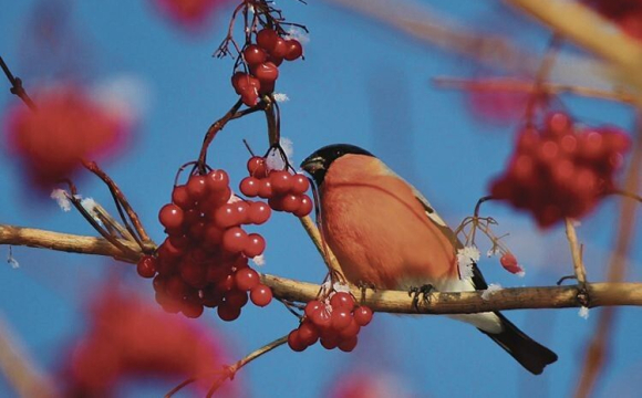 В Україні масово зникли популярні птахи: що відбувається