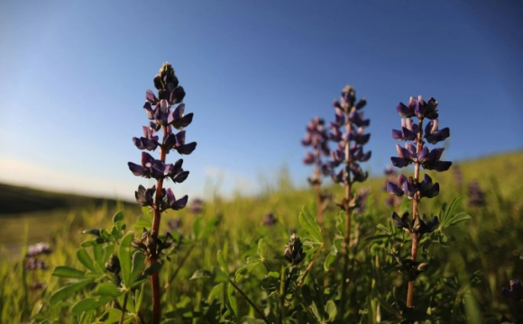 Церковне свято, народні прикмети й заборони: що варто знати українцям про 10 травня