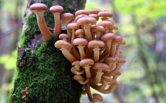 Як відрізнити їстівний гриб від його отруйного двійника