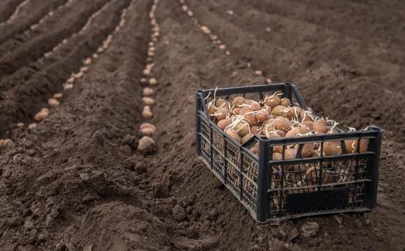 До чи після Великодня: коли краще садити картоплю