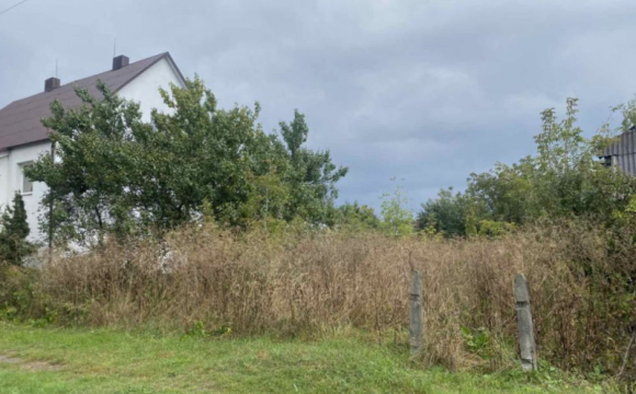 На Волині росте дуже небезпечний бур'ян