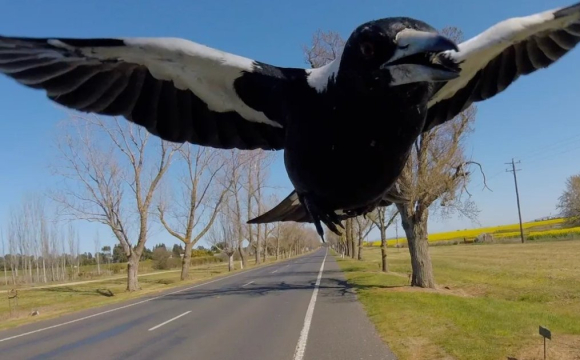 Жінка зламала шию після нападу сороки