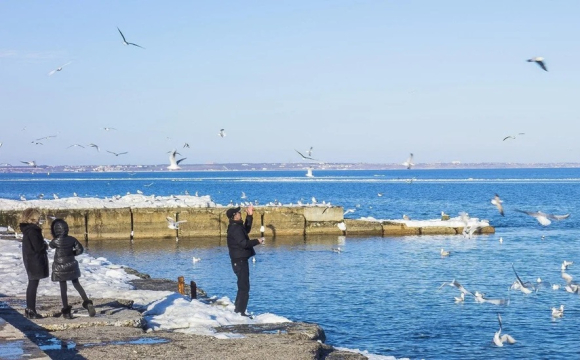 В Україні масово помирають птахи