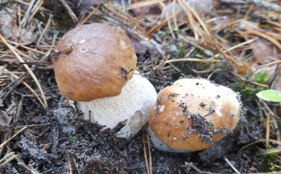 Грибний бум на Волині: ліси тішать масовим урожаєм