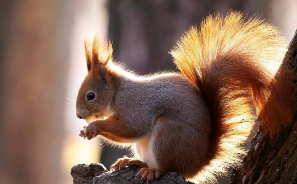 В Україні масово зникають білки