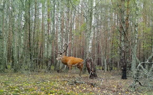 В Україні гучно ревуть олені: що сталося