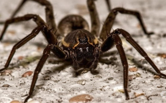 В Україні розвелися великі павуки-вовки: де вони живуть
