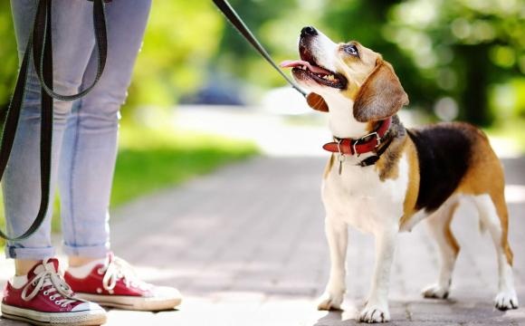 Власників тварин можуть оштрафувати на 8 500 гривень