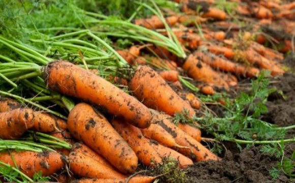 Морква дорожчає: ціни на овочі в Україні почали зростати