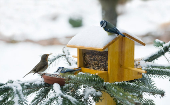 Українців закликали не підгодовувати птахів взимку
