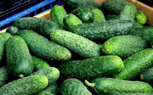 В Україні різко подорожчали тепличні огірки: названо причини