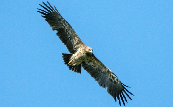 На Волині помітили червонокнижного птаха: чому це добрий знак