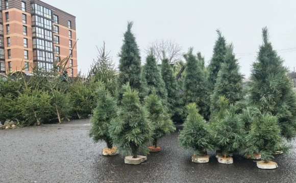 За скільки на Волині можна купити новорічну ялинку