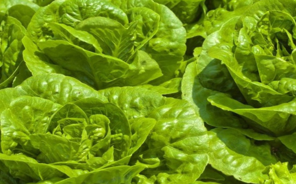 На львівській митниці виявили небезпечного шкідника в імпортному салаті 