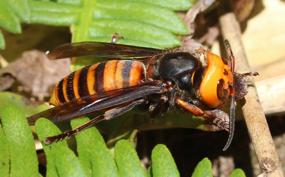 До будинків українців масово лізуть небезпечні комахи, від яких можна померти