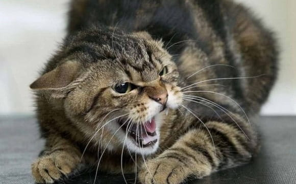 В Україні різко зросла захворюваність на сказ: у чому причина