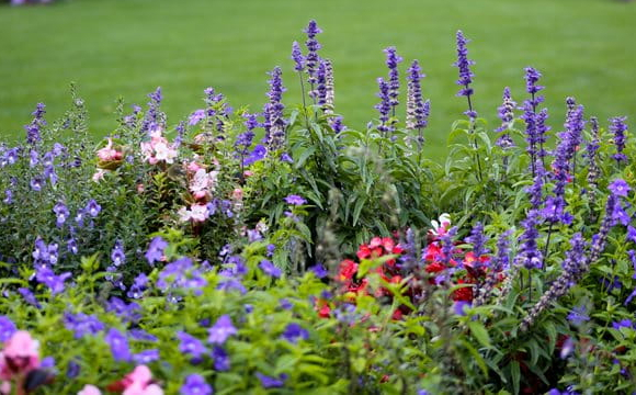 Три квітки на клумбі, які притягують у дім багатство та удачу