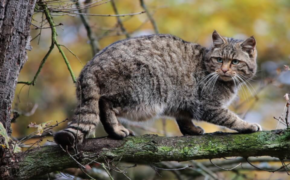 На заході України чоловік застрелив червонокнижного лісового кота