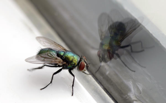 Після укусу мухи трагічно помер 31-річний фермер