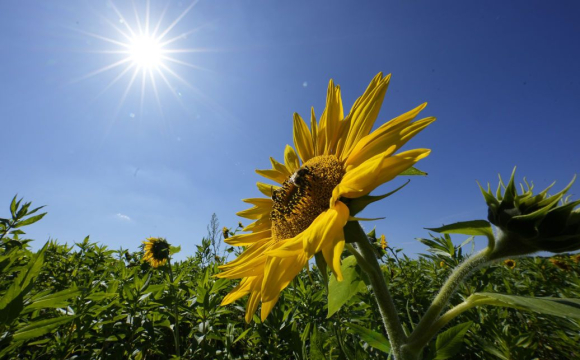 Україну накриє 35-градусна спека: названі області