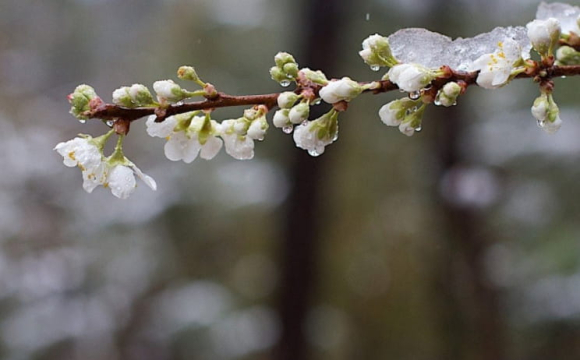 Україну знову засипало снігом: скільки триватиме така погода