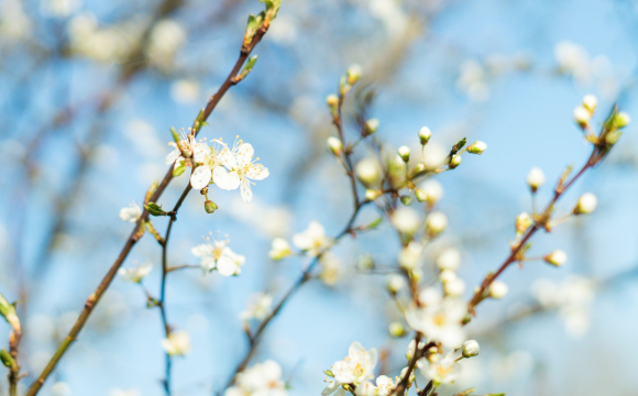 Якою буде погода в Україні у перший день весни